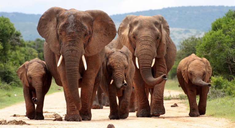 Addo Nationalpark in Südafrika