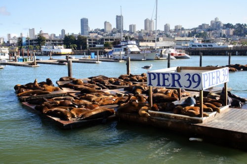 Pier 39 mit seinen Seehunden